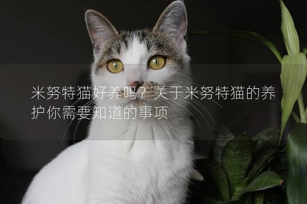 米努特貓好養(yǎng)嗎？關(guān)于米努特貓的養(yǎng)護(hù)你需要知道的事項(xiàng)